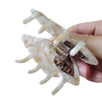 Spiral Conch Claw Clip,Acetate Hair Clips,Small Claw Clips for Women,Brown