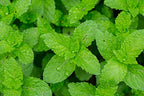 US Organic 100% Pure Peppermint Essential Oil - USDA Certified Organic - 30 ml Pack of 2 - w/Improved caps and droppers (More Size Variations Available)