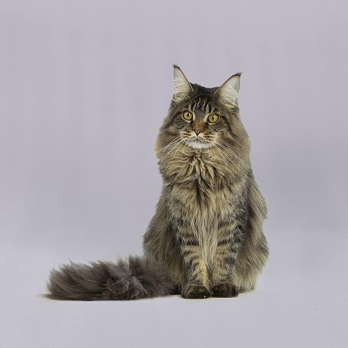 GFCC Gray Backdrop - Image 4