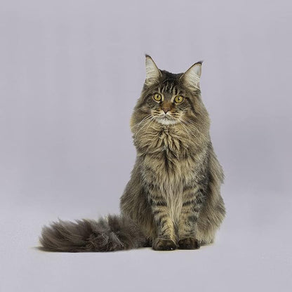 GFCC Gray Backdrop - Image 4