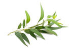 US Organic 100% Pure Eucalyptus Essential Oil (Globulus) - USDA Certified Organic, Steam Distilled - W/Euro droppers (More Size Variations Available) (30 ml / 1 fl oz)